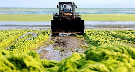 كوريا الشمالية تلجأ لصناعة الطحالب لتفادي العقوبات الدولية