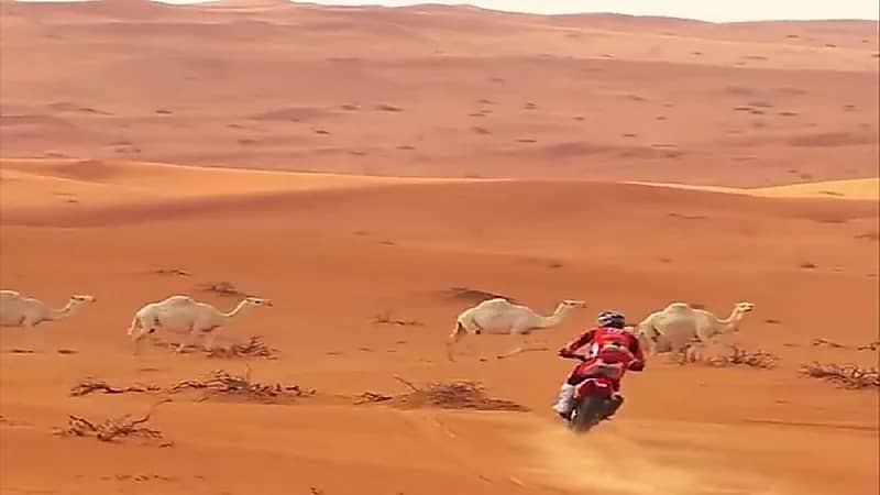 فهد بن حثلين ينصح المتسابقين في رالي دكار بالعبور من خلف الإبل (فيديو)