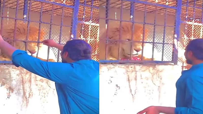 شاب يمزح مع أسد فيصيبه بجرح غائر.. فيديو