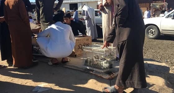 إغلاق أسواق الطيور العشوائية في الدوادمي