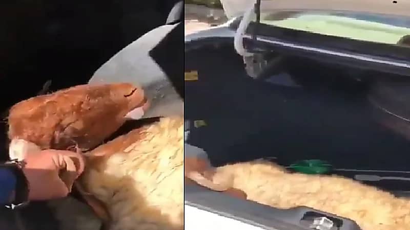 بالفيديو.. رجل يفقد أضحيته بعد نقلها في شنطة السيارة