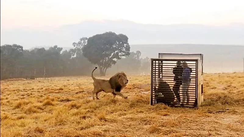 حديقة حيوانات تستضيف زائريها داخل قفص بدلًا من الأسود