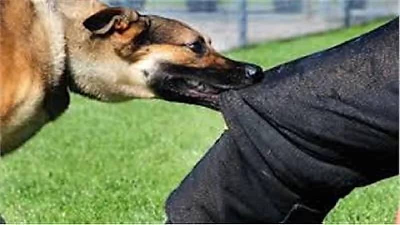 أم تُضحي بحياتها لإنقاذ أطفالها من هجمات كلب شرس