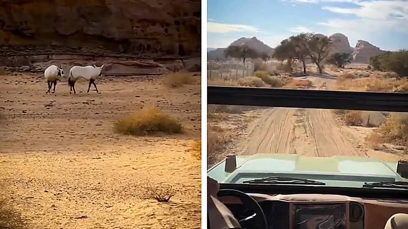 مشاهد مذهلة من محمية العلا تكشف الحياة البرية النادرة .. فيديو