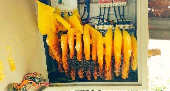 بالصور.. خلية نحل في عدادات الطاقة.. ومغردون: عسل بنكهة الكهرباء