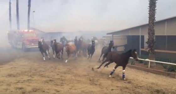 فيديو مروع لمئات الخيول تهرب من النيران
