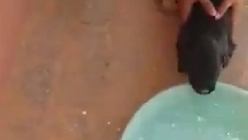 شاهد.. مواطن ينقذ كلبة من العطش في الأجواء الحارة