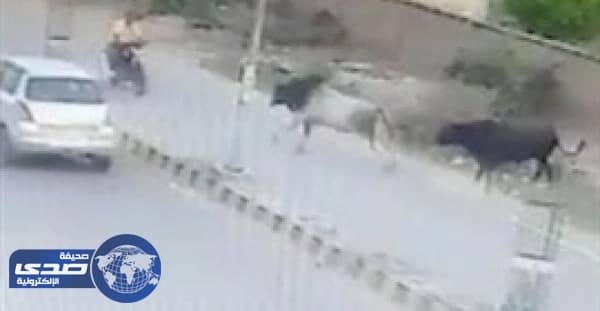 بالفيديو.. ثور غاضب يعتدي على سائق بالهند