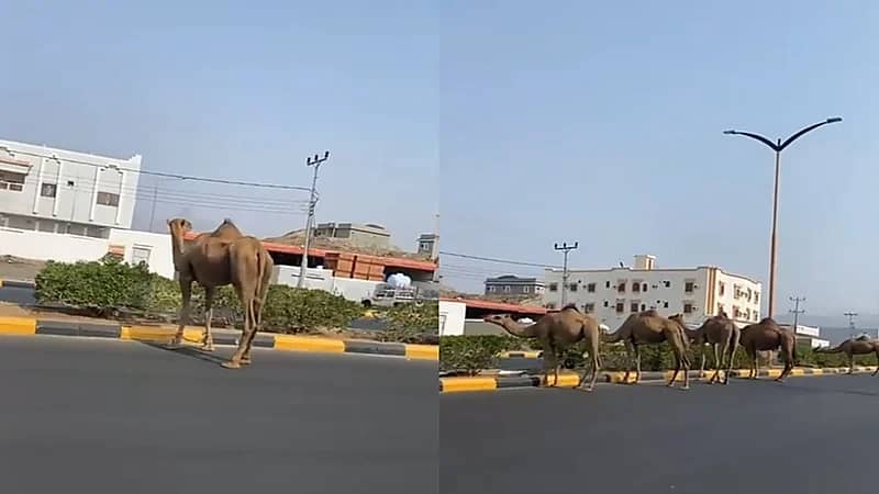 إبل سائبة تجوب شارع بأضم وتقتات على أشجاره.. فيديو وصور