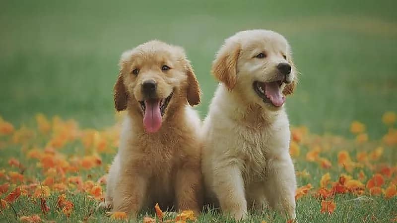 علماء: الكلاب قادرة على كشف كذب البشر