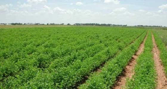 مجلس تنسيقي بين العراق والمملكة للاستثمار بالأراضي الزراعية بـ " الأنبار "