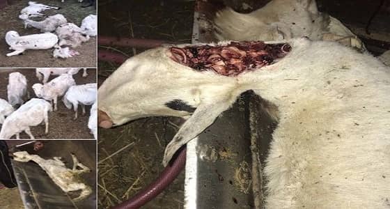 بالصور.. بلدية خميس مشيط تضبط 55 رأس من الأغنام المريضة والهزيلة