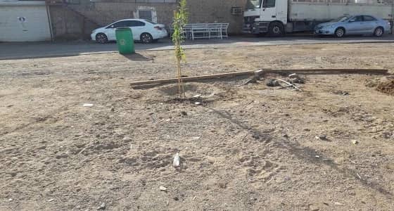 بالصور.. إزالة اعتداء جلسات ومزروعات بعروة في المدينة