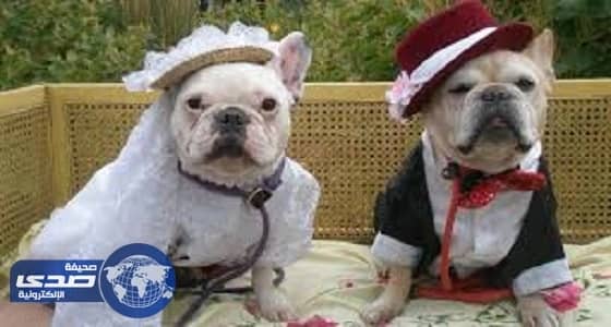 آيس كريم للكلاب على شكل عظمة لمواجهة الحر