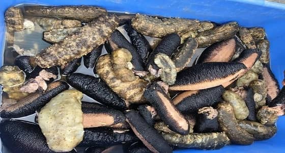 ضبط كمية كبيرة من خيار البحر المحظور صيده بأملج