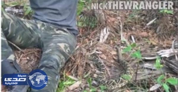 بالفيديو.. معركة بين شاب وأفعى سامة في الغابة