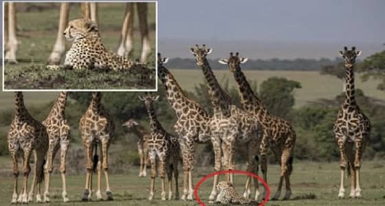 بالصور.. الكسل يخلق حالة سلام مدهشة بين زراف وأنثى فهد