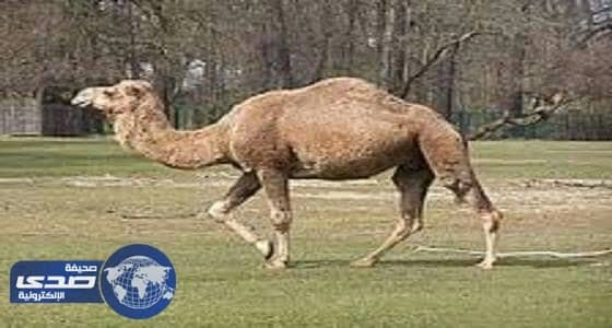 امريكية تقاضي مسؤولي موقع سياحي بسبب عضة جمل