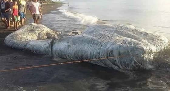 بالفيديو.. كائن غريب يثير الرعب بين المواطنين في الفلبين