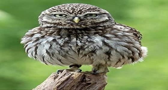 بالصور.. بومة تدير رأسها بسرعة غريبة