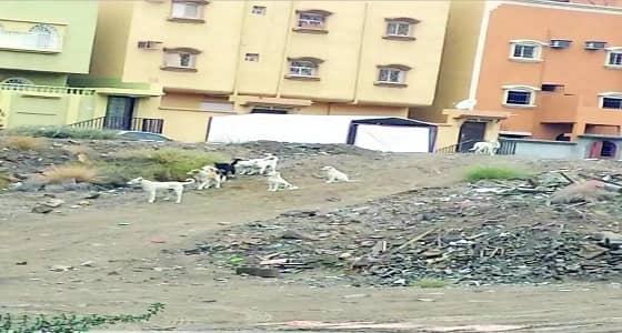 الكلاب الضالة تحظر تجوال أهالي حي الموظفين بأبها