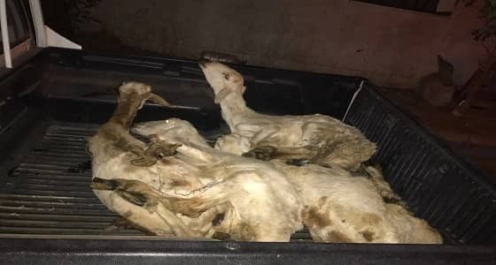 بالصور.. بلدية المعابدة تداهم مسلخ عشوائي داخل منزل بمكة