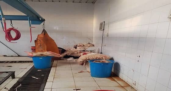 بالصور.. أمانة نجران تضبط مخالفات صحية في أحد نقاط الذبح