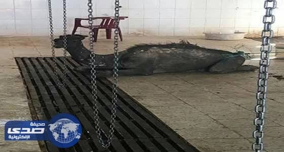 بلدية مهد الذهب تكشف حقيقة حاشي الجرب