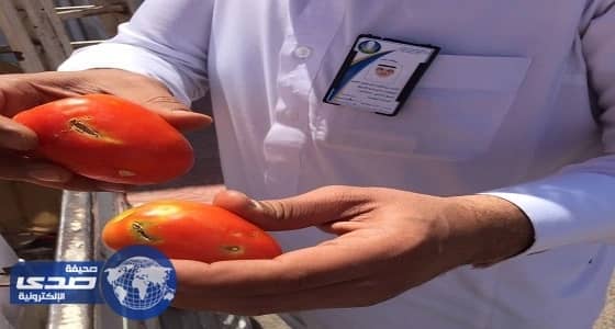 أمانة تبوك تحاصر سيارات قبل بيعها طماطم تالفه