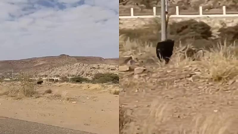 بالفيديو.. "الحياة الفطرية" يوضح حقيقة مقطع الكائن الذي ظهر بمنتزه بأحد رفيدة