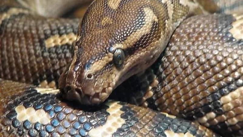 ثعبان ضخم يفاجئ رجلًا بعد شرائه لـ "أريكة" جديدة