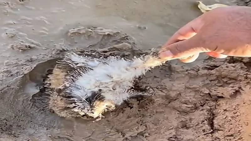 "الحياة الفطرية" يتفاعل مع فيديو إنقاذ مواطن قنفذاً