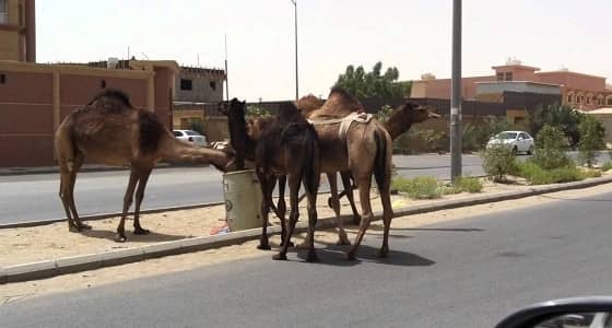 بالفيديو .. إبل سائبة تتجول في شوارع " أضم " والبلدية: منتشرة بالأرياف