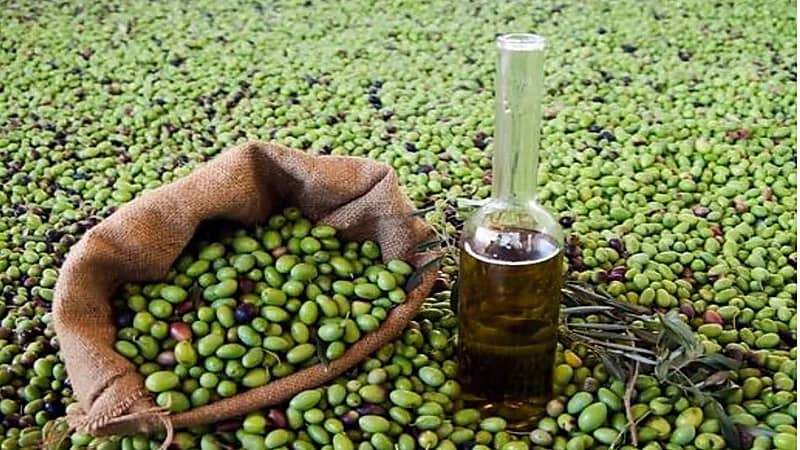 الجوف: عاصمة الزيتون في السعودية وتدخل غينيس بمزرعة عالمية.. فيديو