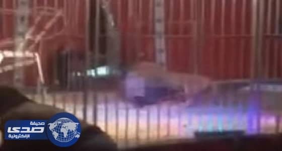 بالفيديو.. أسد ينقض على مدربه أثناء عرض بسيرك في فرنسا