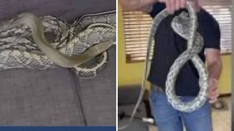 شاهد.. رجل يعثر على ثعبان ضخم داخل منزله