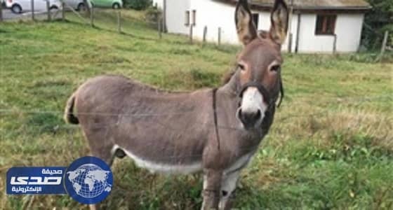 محكمة تٌدين حماراً قضم سيارة فارهة