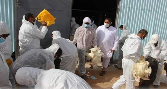 بالصور.. إتلاف عدد كبير من الطيور المصابة بالإنفلونزا في الدلم