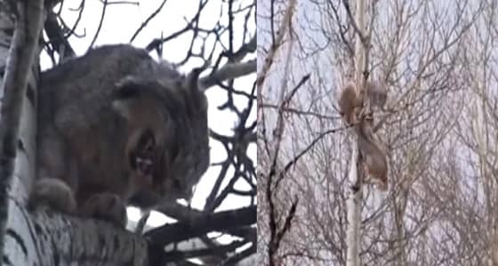 بالفيديو.. نهاية مأساوية لحيوان " وشق " حاول الزواج من أنثى