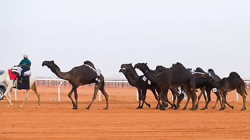 نادي الإبل يوضح شروط مسابقة الفحل المنتج