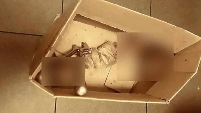 العثور على أجزاء لقدم بشرية