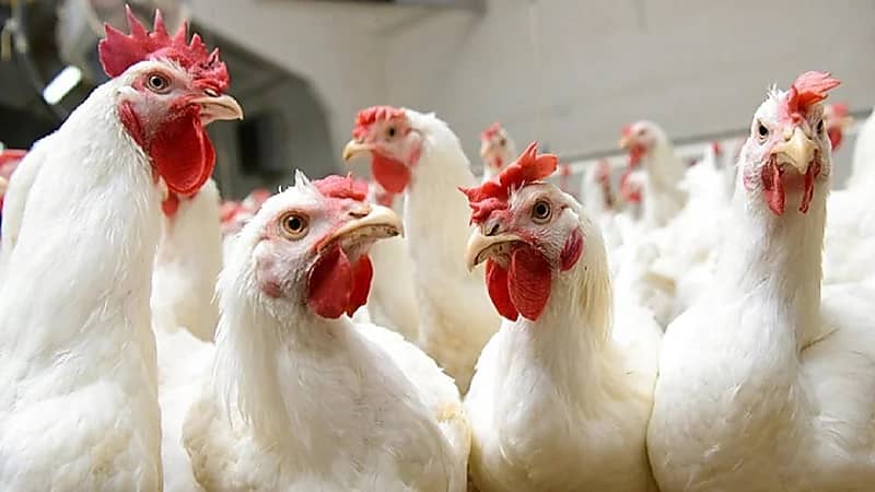 جولة في سوق الدواجن تكشف الأسعار ومطالب المربين