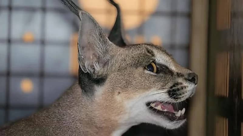 تسجيل أول حالة ولادة للوشق في مركز الأمير سعود الفيصل بالطائف .. صور