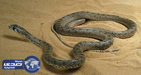 في صبيا عريس يهدى لعروسه ليلة الزفاف «ثعبان»