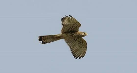 الصقور الشمالية تحلق إبداعًا في سماء الجنادرية