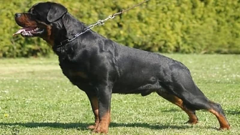 كلب يهجم بشكل مفاجئ على صاحبته