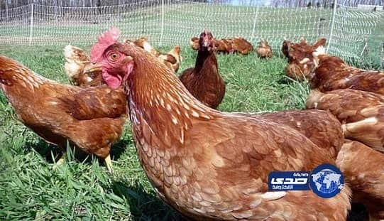 المقاتلات السعودية والأمريكية ترافق قاذفتين أمريكية إستراتيجية من نوع "بي-1"