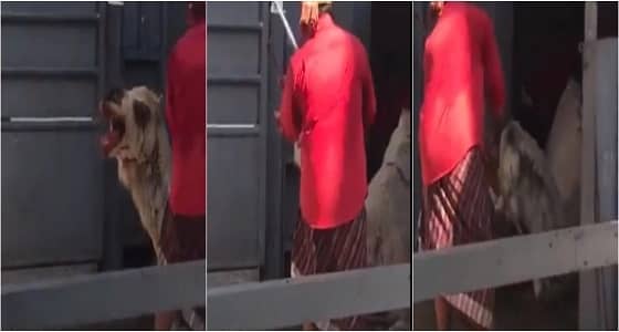 بالفيديو.. مواطن يوثق تعذيب عامل مسلخ لـ " جمل " بشكل وحشي قبل ذبحه