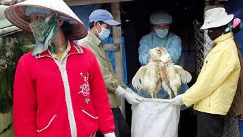 الأرجنتين توقف واردات الدواجن من البرازيل بعد أول تفشٍّ لإنفلونزا الطيور