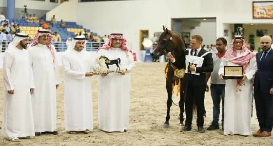 الميدالية الذهبية للمهر " قابل عذبة " بمهرجان الشارقة للجواد العربي